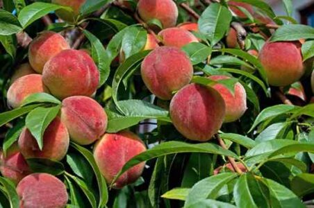 Growing Peaches Image
